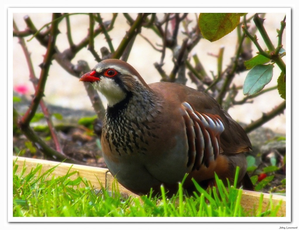 perdrix Blog du Talmondais