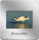 avocette