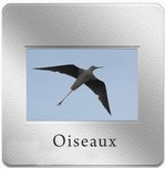 Oiseaux