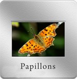 papillons