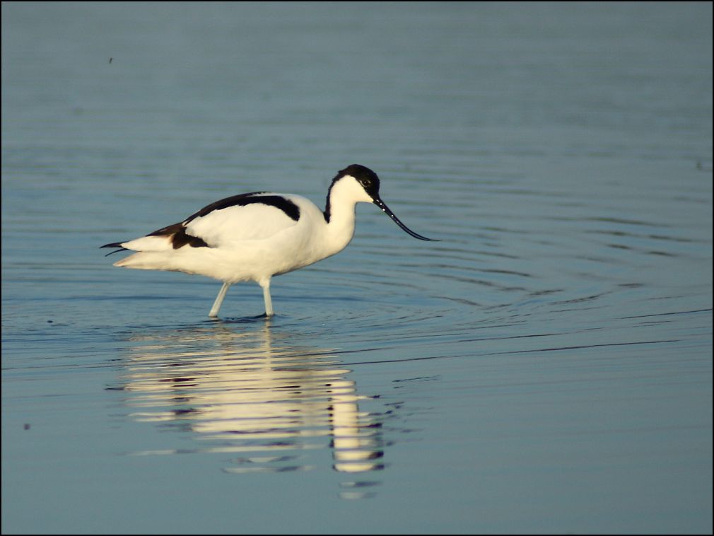 Avocette lgante cherchant sa nourriture