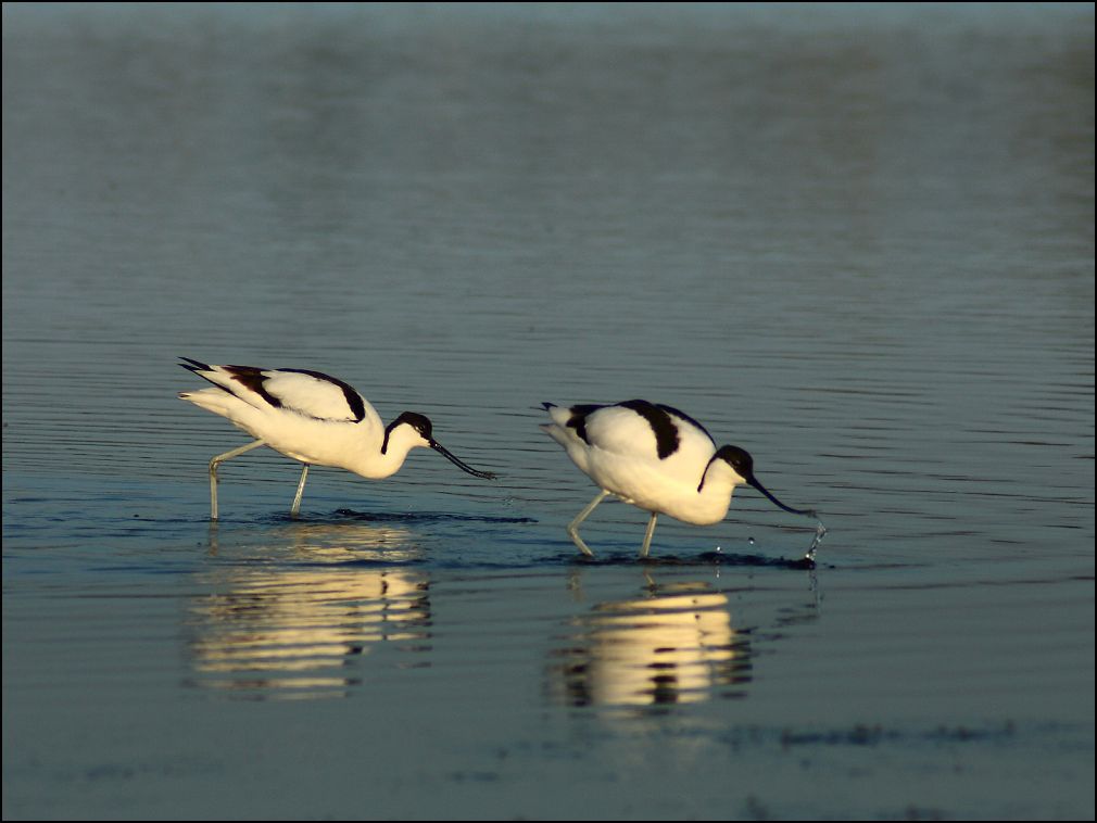 Avocettes lgantes