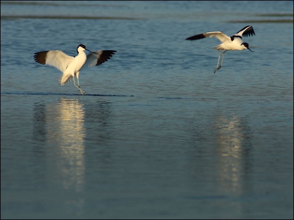 Danse d'avocettes