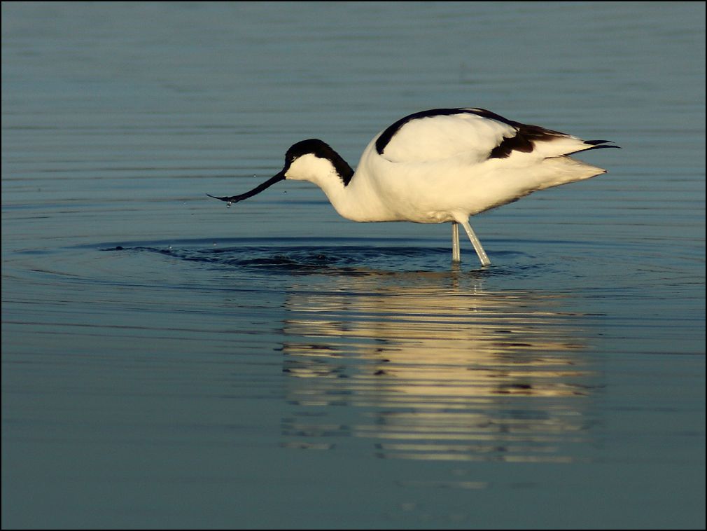 Avocette lgante