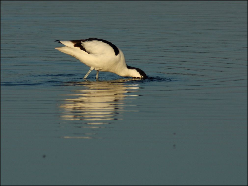 Avocette recherchant sa nourriture