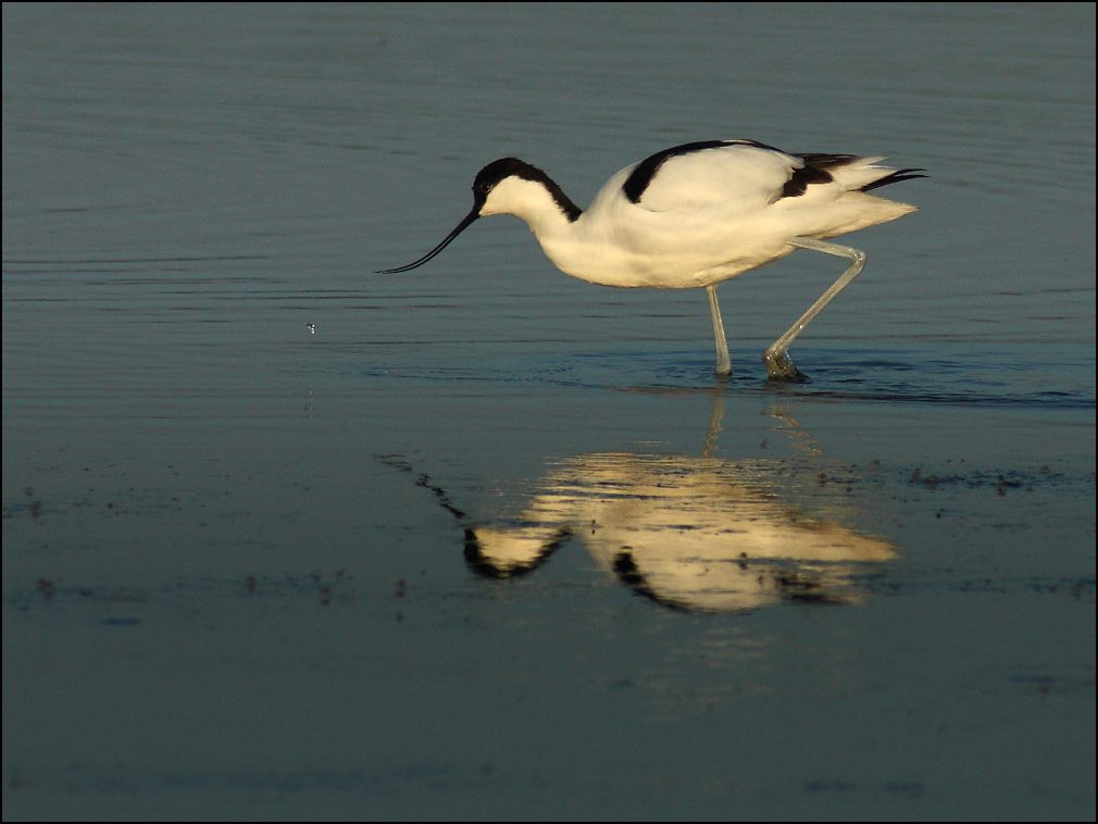 Avocette lgante et son reflet