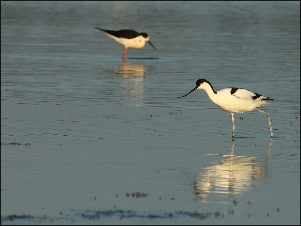 Avocette lgante et chasse blanche