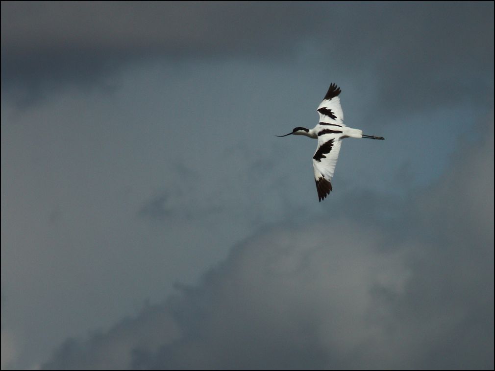 Avocette lgante au-dessus des marais salants.