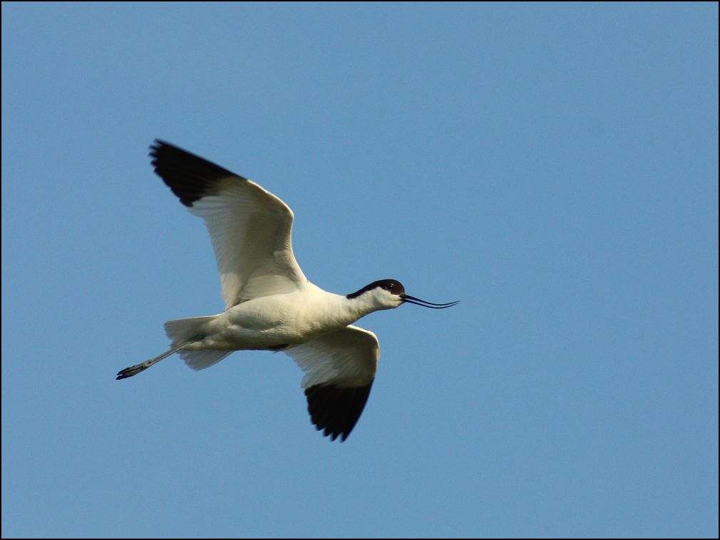 Vol d'avocette