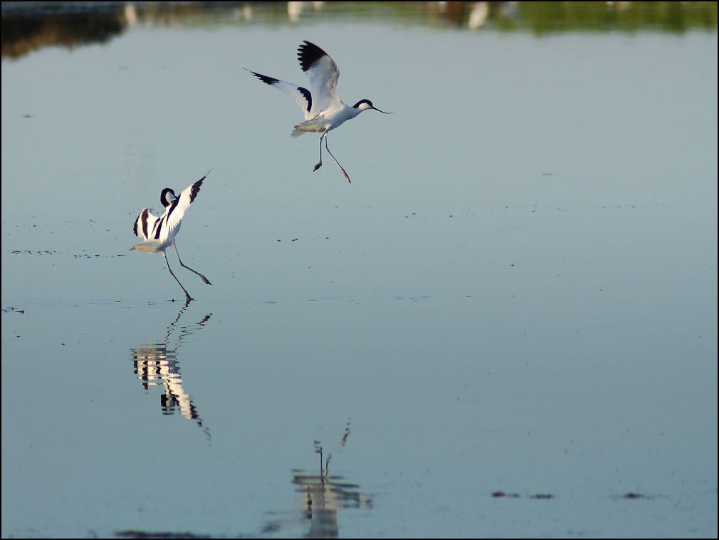 Parade d'avocette