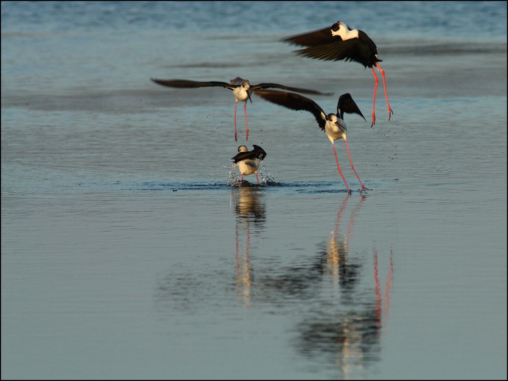 Danse des chasses