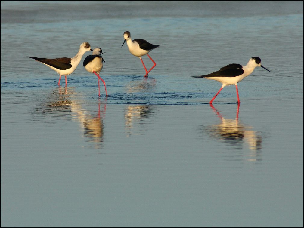 Echasses blanches dans le marais de la Guittire