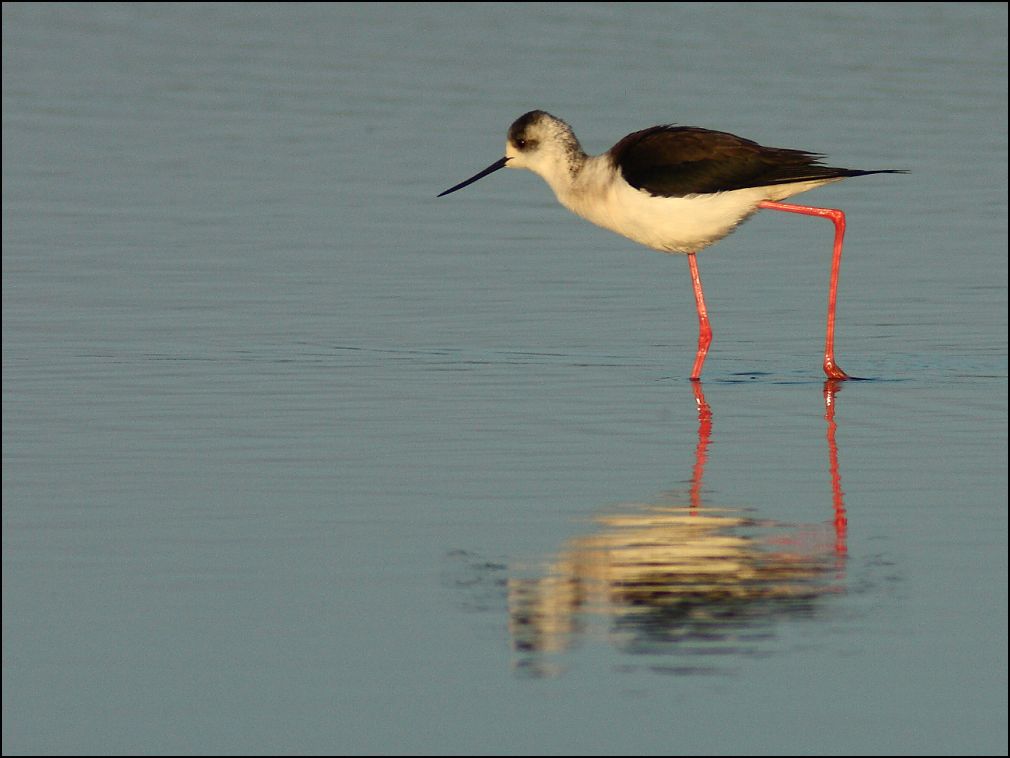 Echasse blanche cherchant sa nourriture