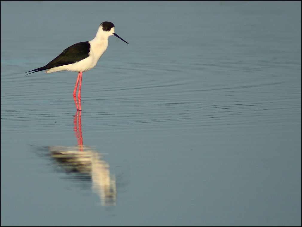 Echasse blanche dans le marais de la Guittire