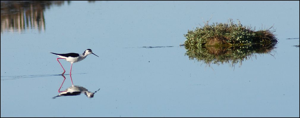 Reflet sur le marais