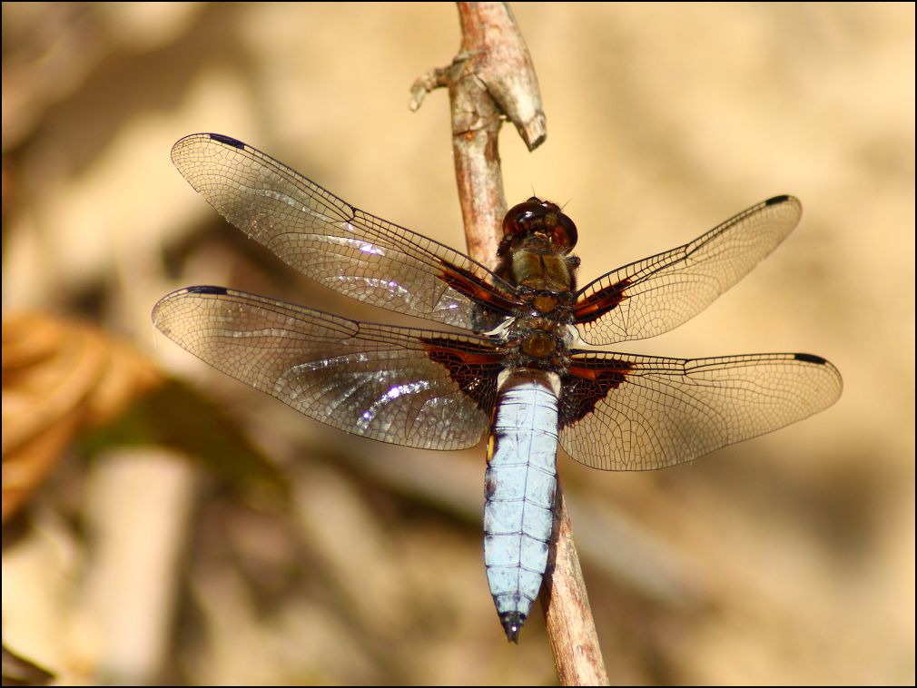 Libellule dprime male