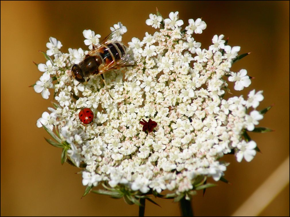 eristale et coccinelle