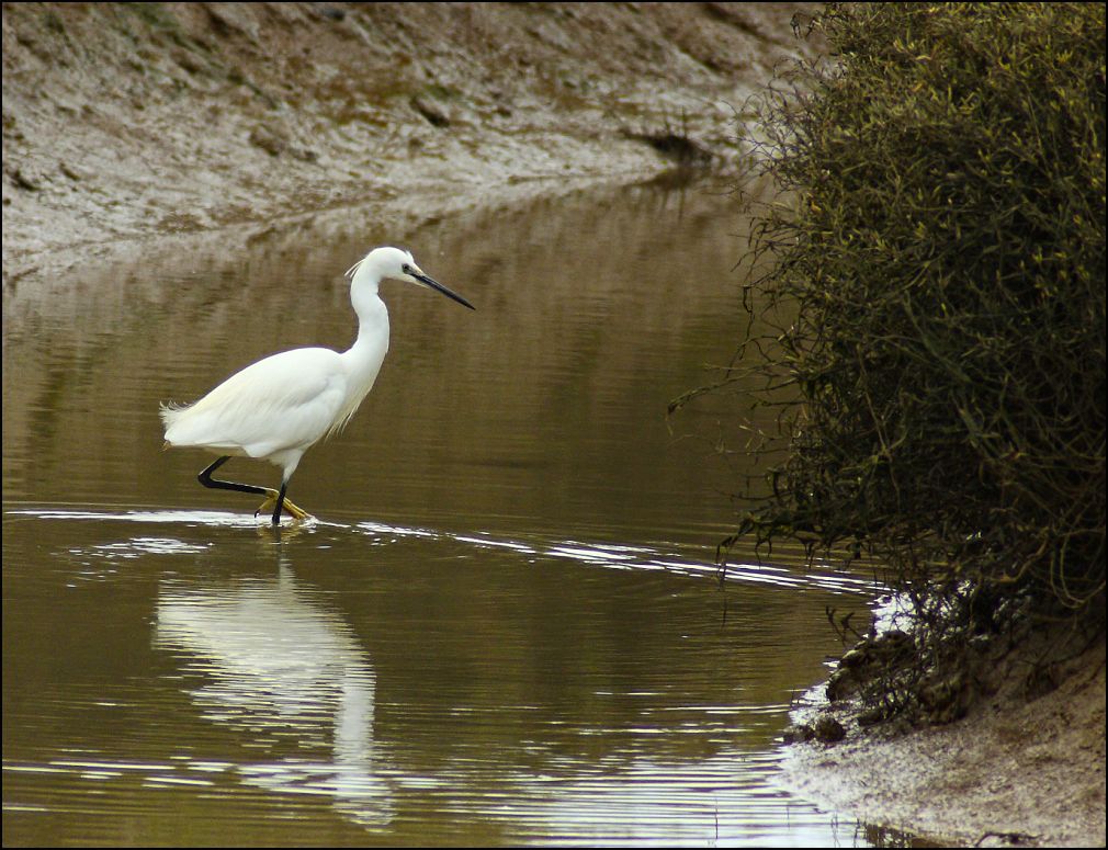 Aigrette