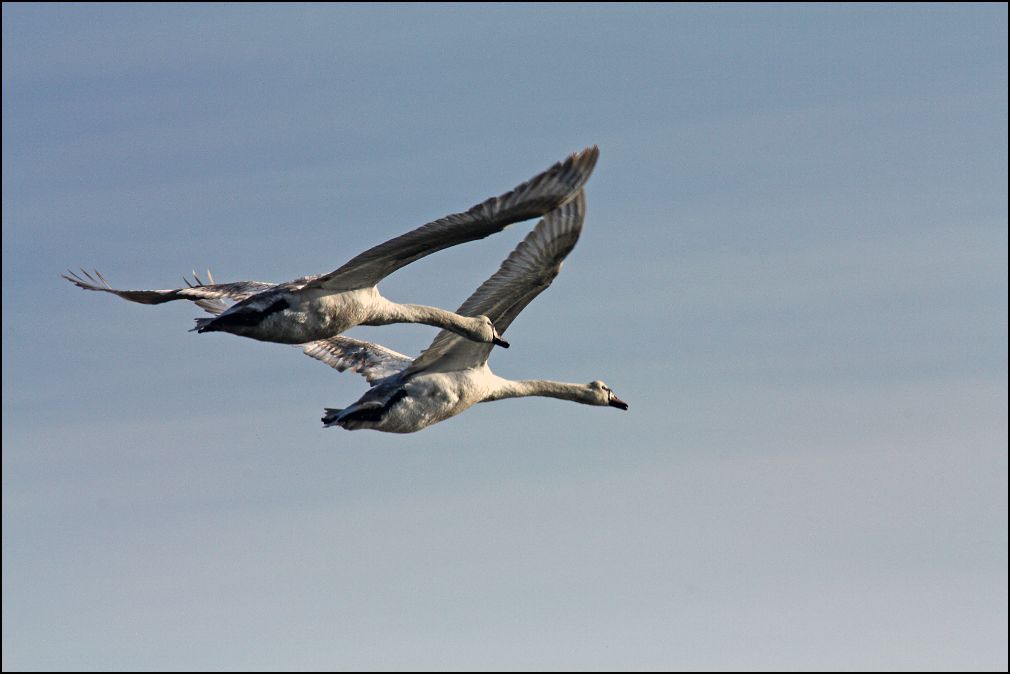 Vol de cygnes tuberculs