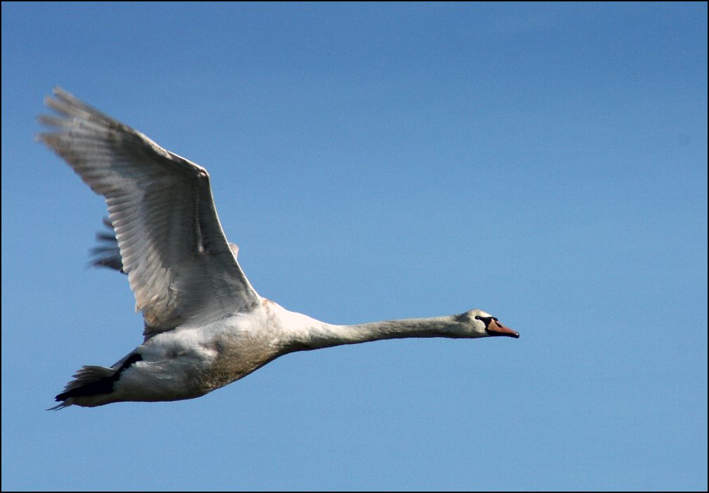 Vol de cygne