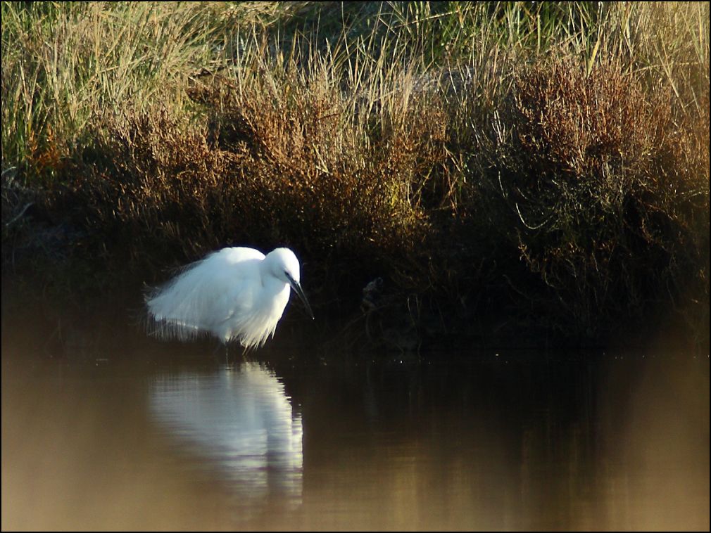 Aigrette  la pche