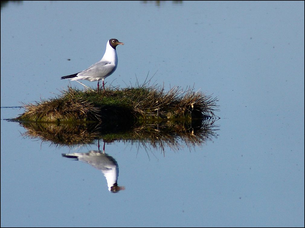 Mouette mlanocphale