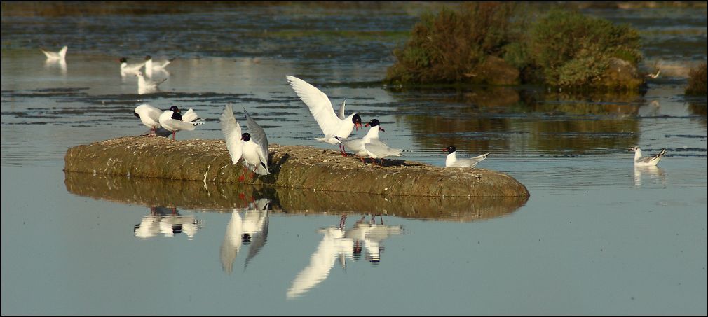 Mouette mlanocphale