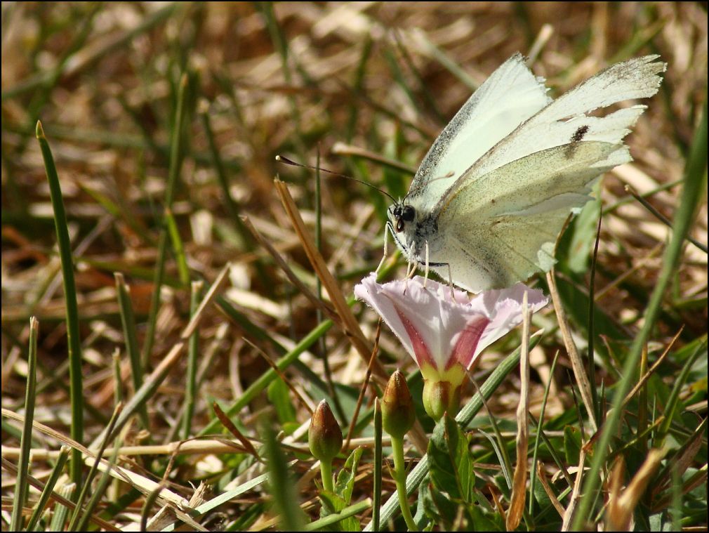 Piride du chou