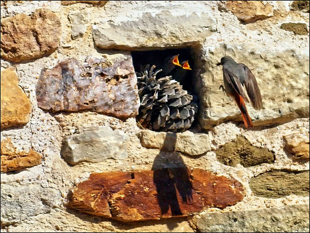 Rougequeue nourrissant ses petits