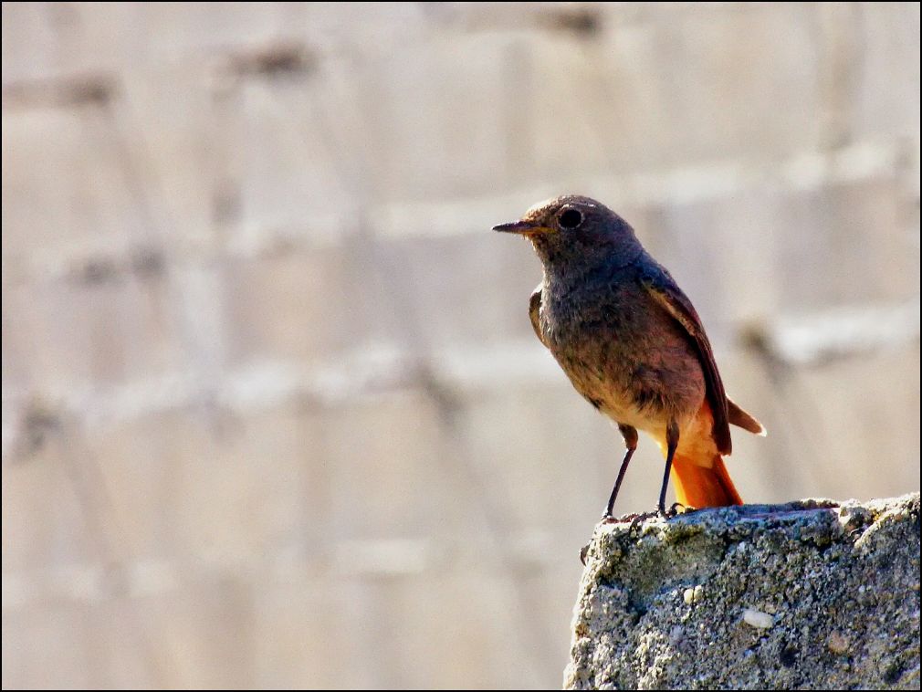 Rougequeue mle surveillant les alentours de son nid