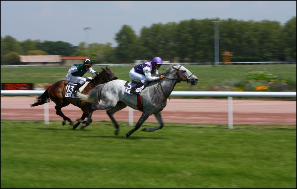 Arrive course hippique