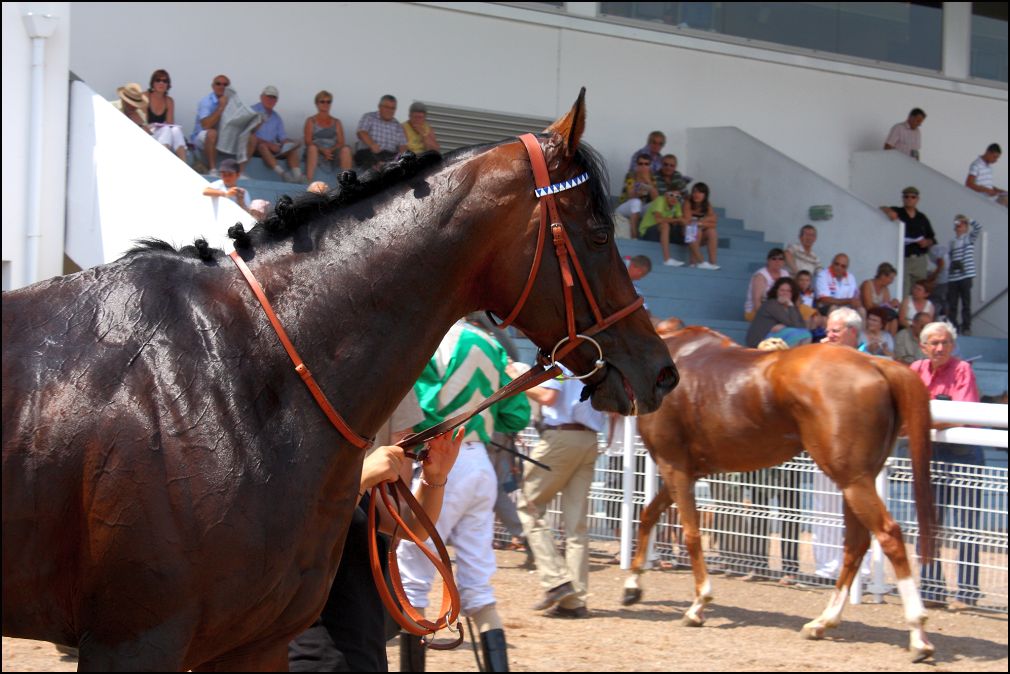 Cheval dans l'enceinte de pesage