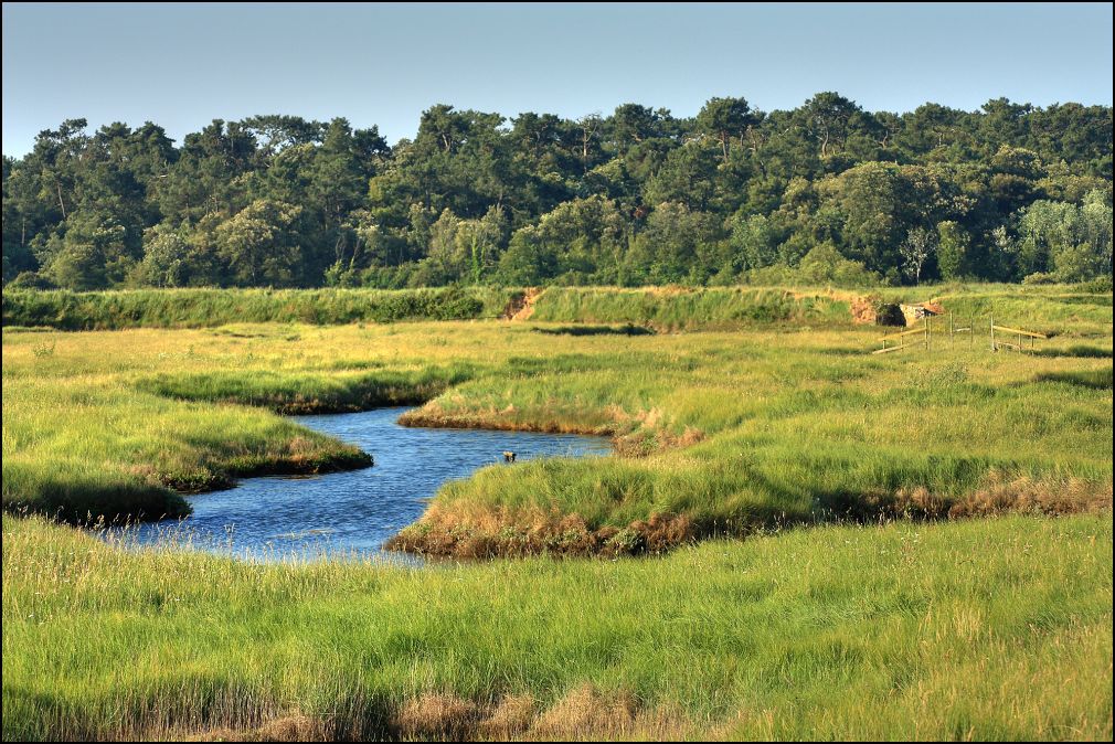 marais à Talmont Saint Hilaire en Vendée