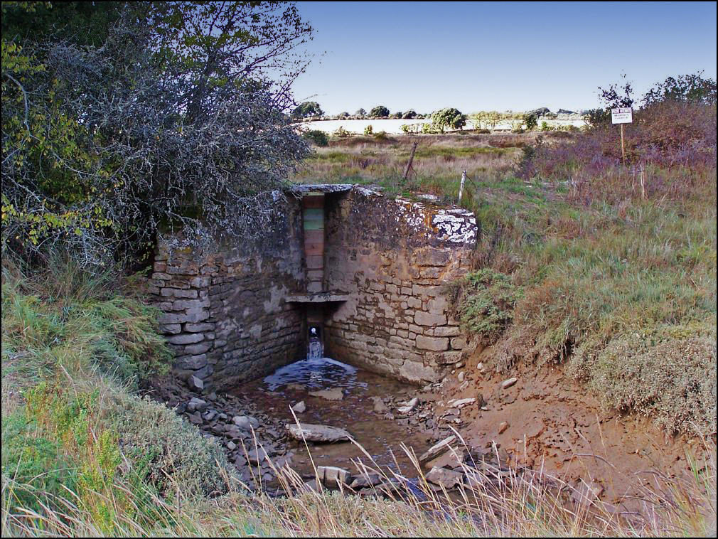 Esseille dans le marais à Talmont Saint Hilaire en Vendée