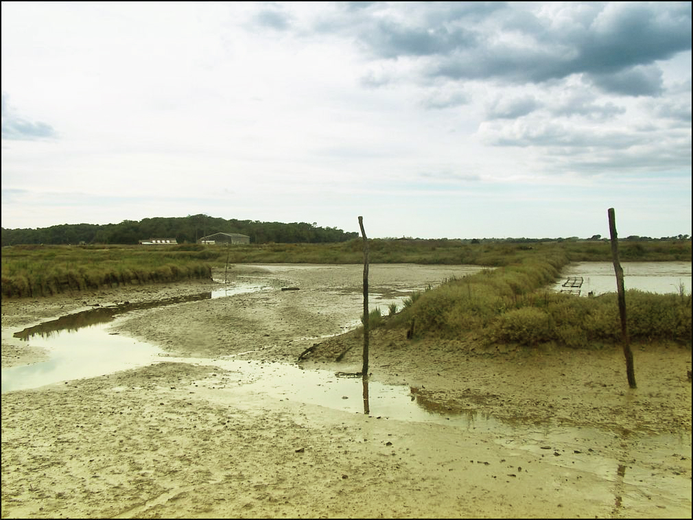 Marais de la Boulinire à Talmont Saint Hilaire en Vendée