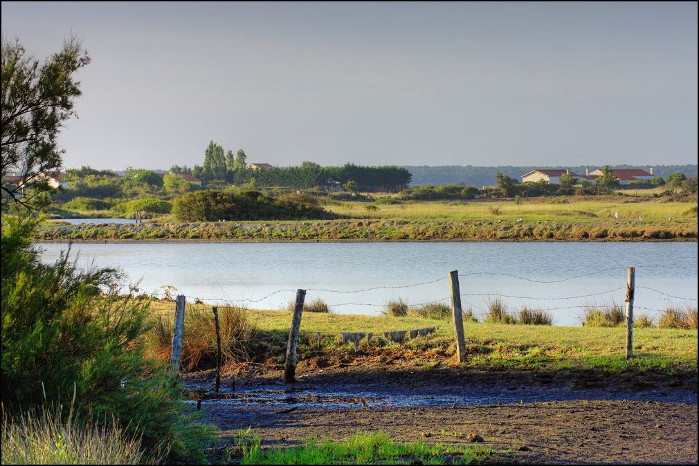 Marais de Bel Air à Talmont Saint Hilaire en Vendée