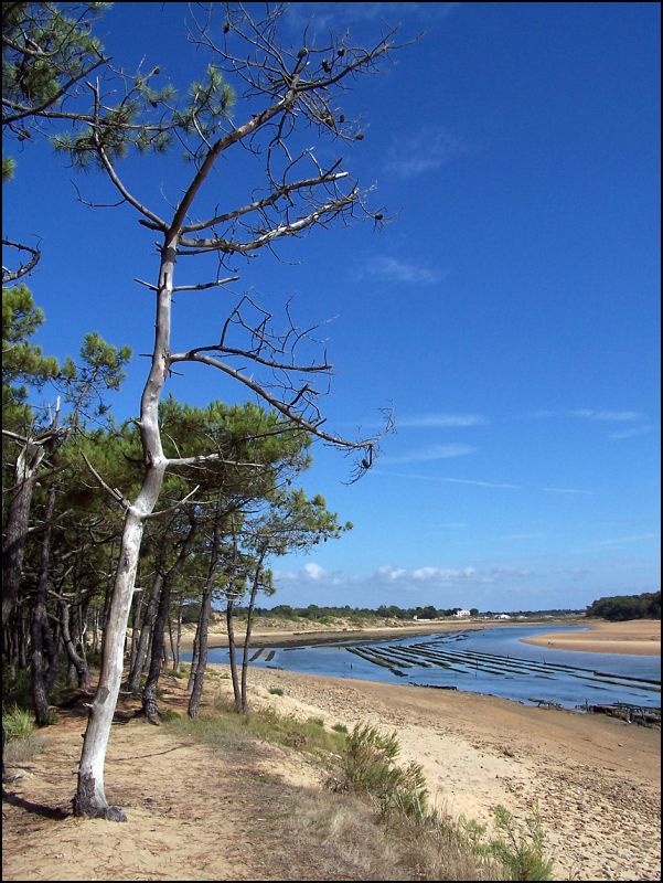 Estuaire du Payré à Talmont Saint Hilaire en Vendée