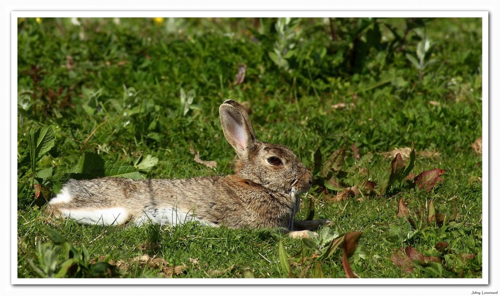 Lapin de garenne