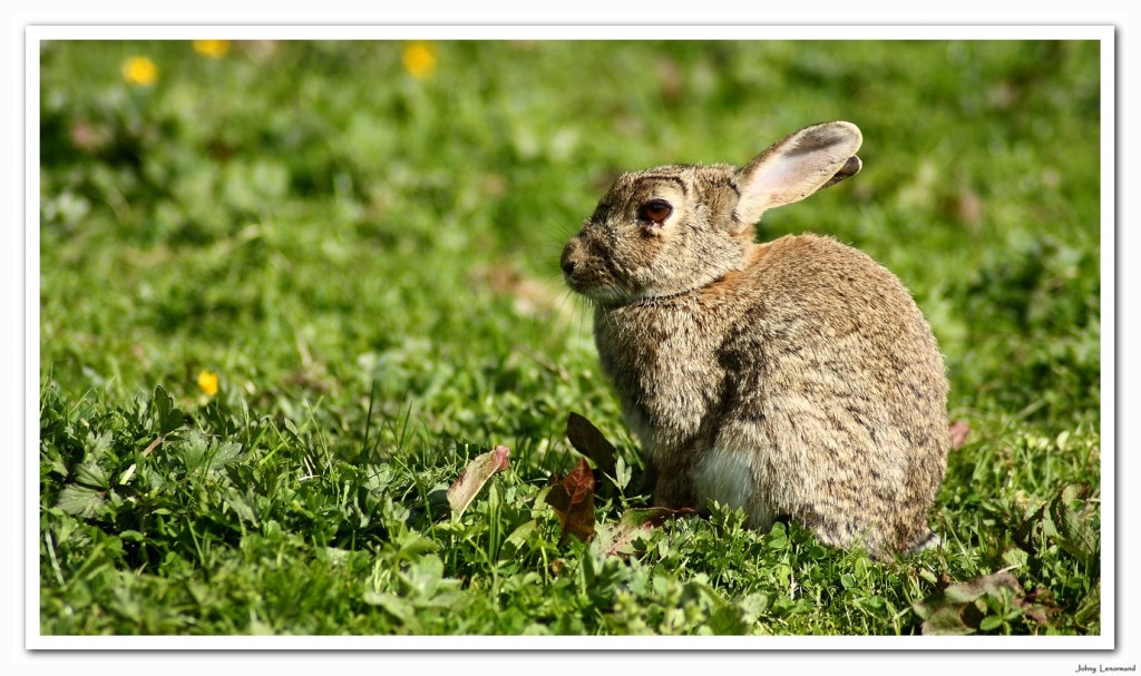 Lapin de garenne