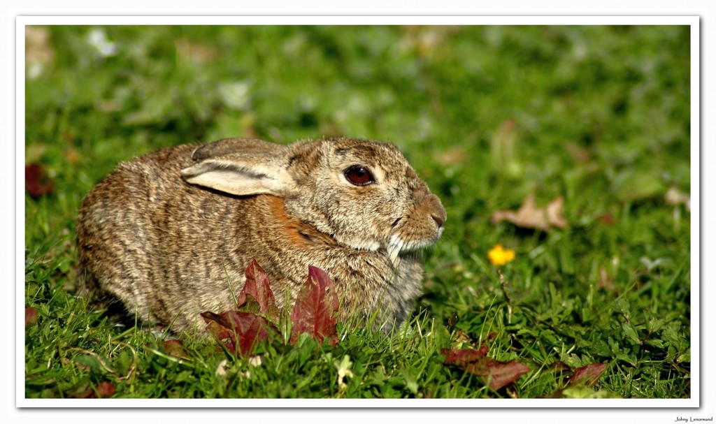 Lapin de garenne