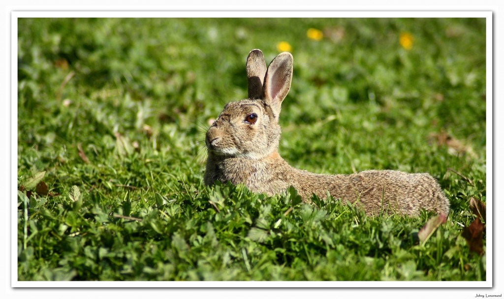 Lapin de garenne