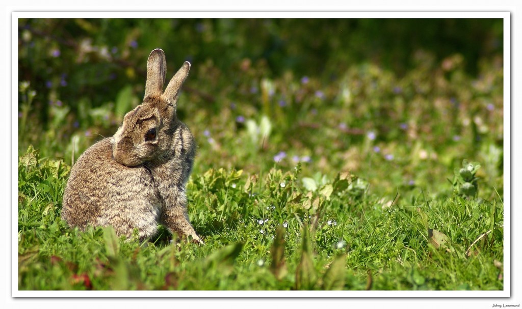 Lapin de garenne