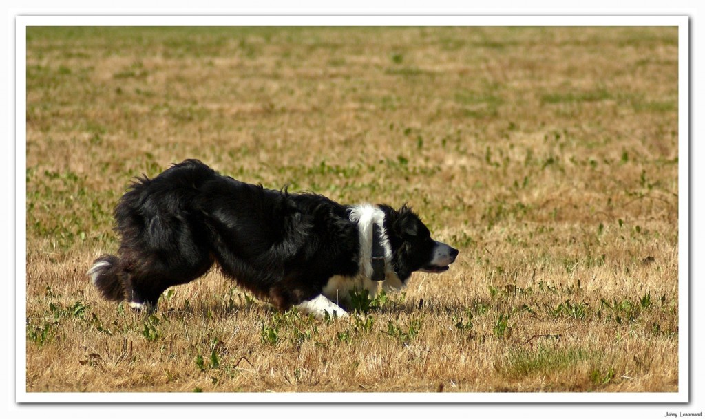 border-collie