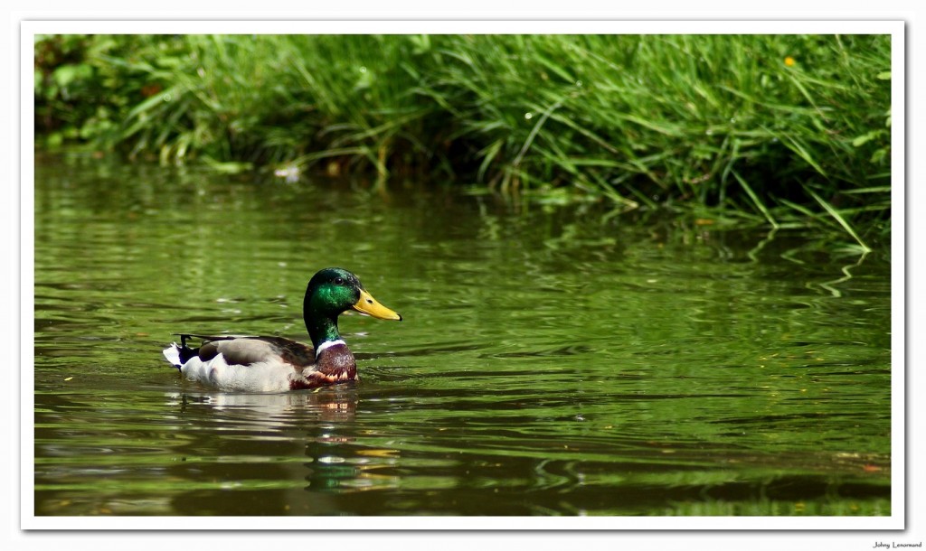 canard colvert