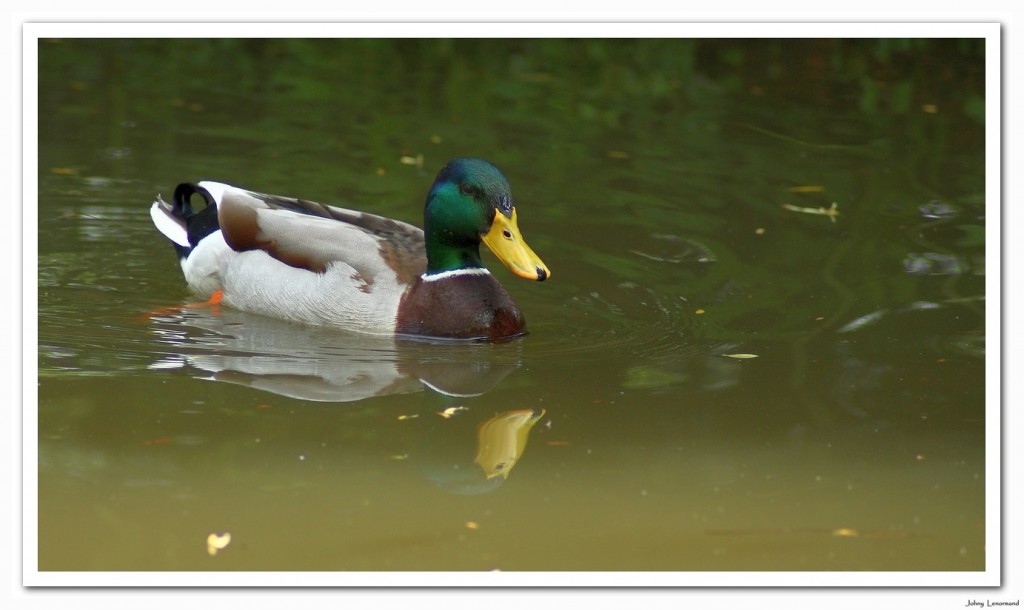 canard colvert