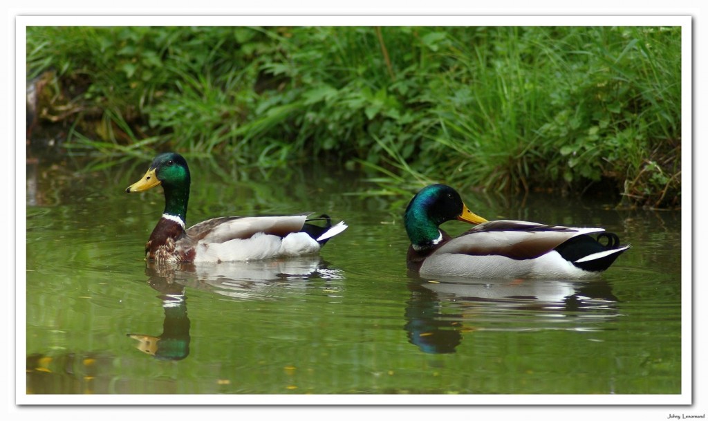 canard colvert