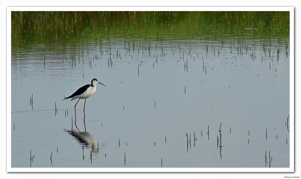 Echasse blanche