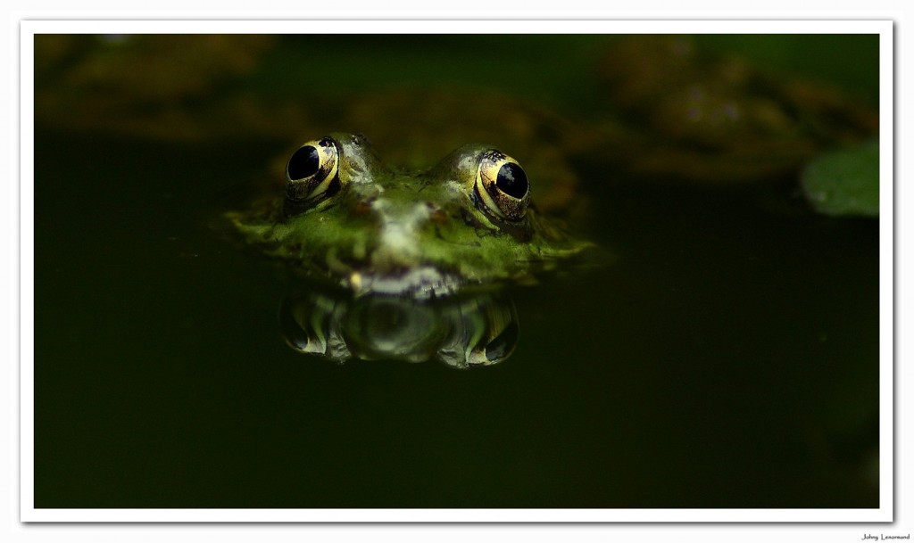 grenouille verte