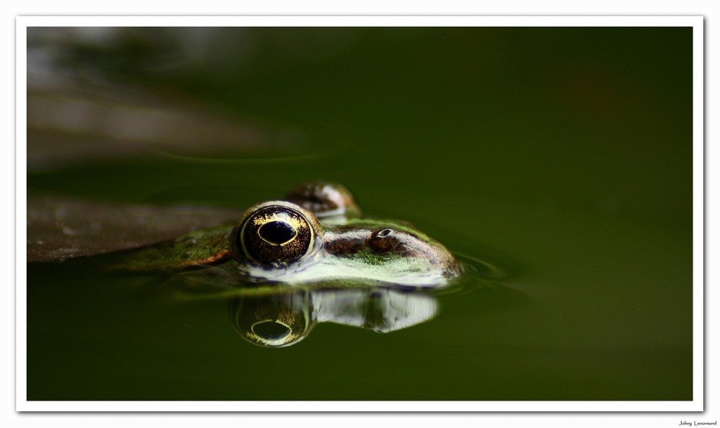 grenouille verte