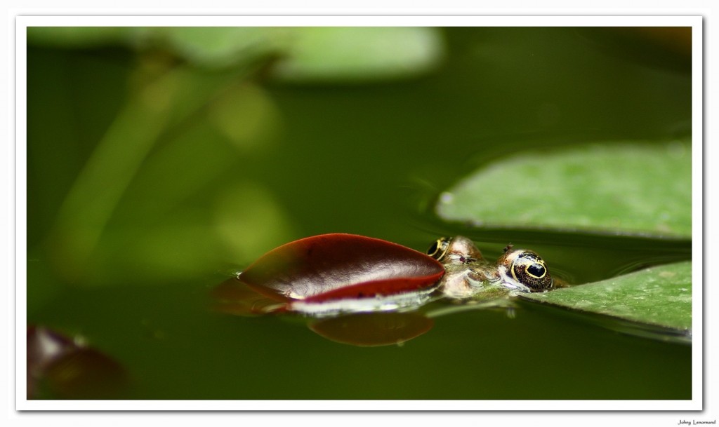 grenouille verte